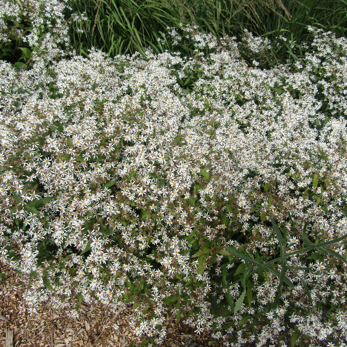 Aster, White Woodland Eastern Star Aster