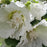 Hollyhock, Spring Celebrities™  White Hollyhock