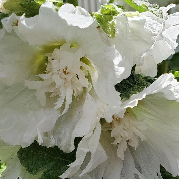 Hollyhock, Spring Celebrities™  White Hollyhock