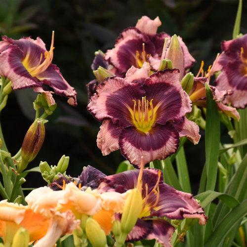 Daylily, PW® Rainbow Rhythm® Storm Shelter Daylily