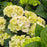 Hydrangea, Bloomin' Easy® Grin and Tonic™ Hydrangea