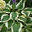 Hosta, Francee Hosta