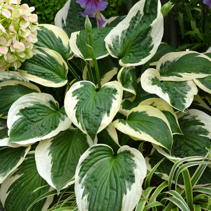 Hosta, Francee Hosta