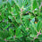 Ilex glabra 'Shamrock'  - Shamrock Inkberry Holly