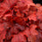 Coral Bells, Fire Alarm Heuchera