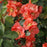 Flowering Quince, PW® Double Take™ Peach Flowering Quince