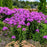 Phlox, Luminary® Evening Glow Phlox