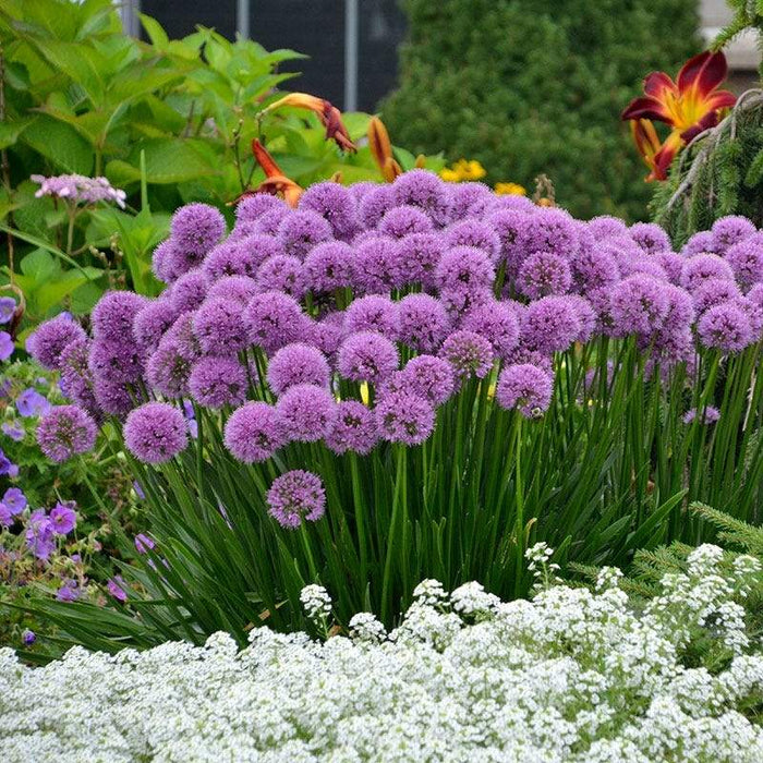 Allium, Millenium Ornamental Onion