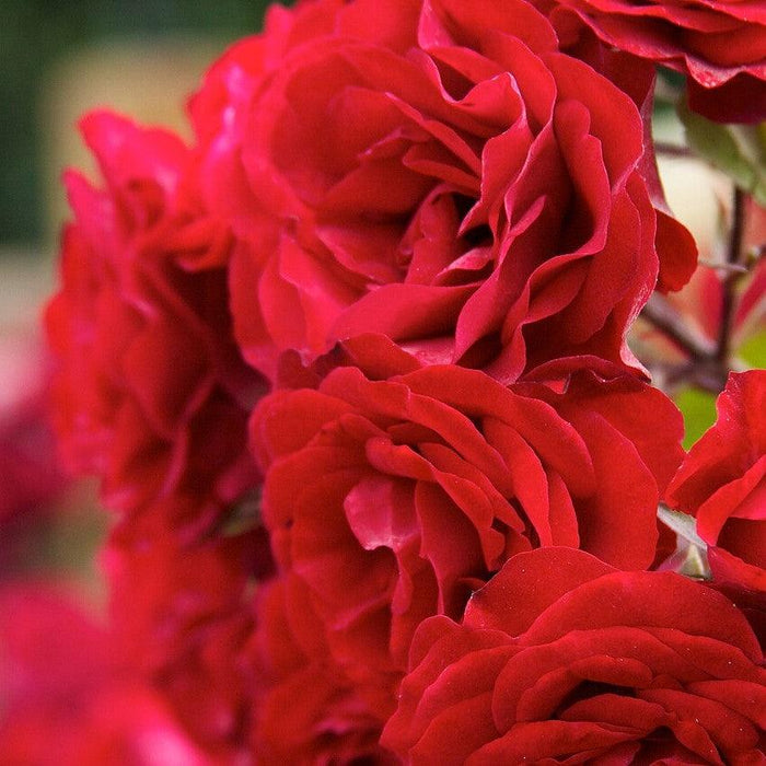 Rose, True Love™ Rose