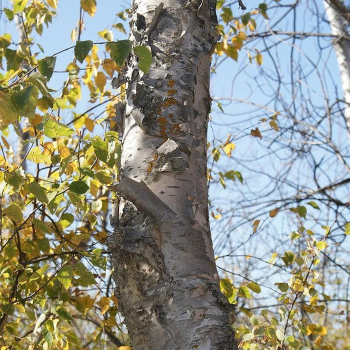 Birch, Paper Birch