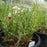 Grass, Bandwidth Maiden Grass