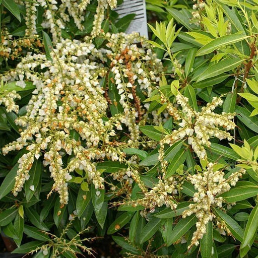 Andromeda, Brouwer's Beauty Pieris
