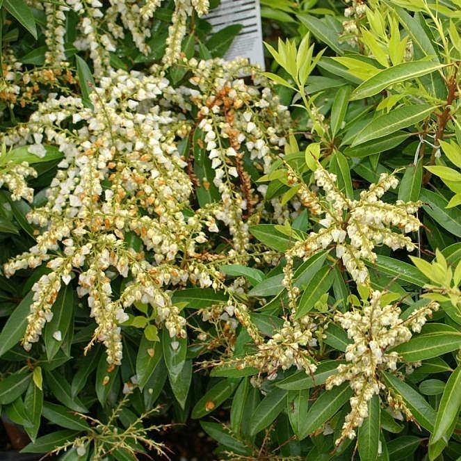 Andromeda, Brouwer's Beauty Pieris