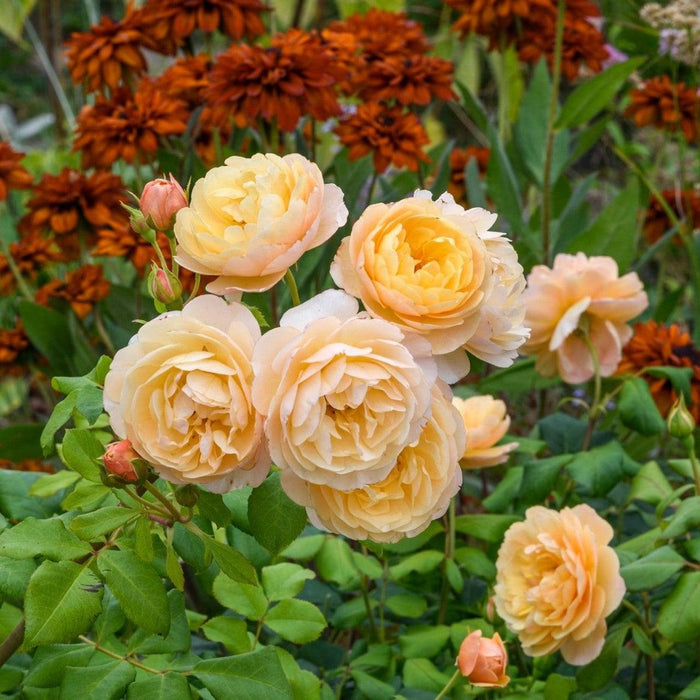 Rose, Roald Dahl Rose