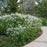 Anemone, Honorine Jobert Anemone