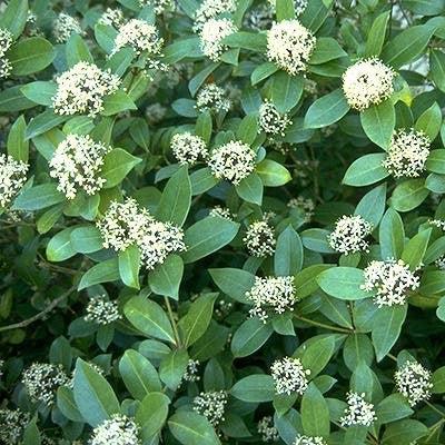 Skimmia, Japanese Skimmia