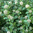 Skimmia, Japanese Skimmia