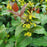 Honeysuckle, Ru-Bee Wren™ Bush Honeysuckle