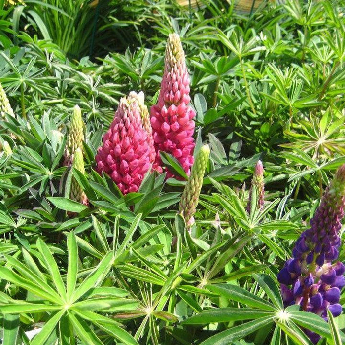 Lupine, Russell Hybrids Mix Lupine