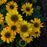 Coneflower, Color Coded® Yellow My Darling Echinacea