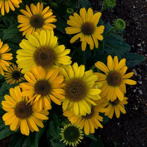 Coneflower, Color Coded® Yellow My Darling Echinacea