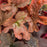 Coral Bells, PW® Fun and Games® Red Rover Coral Bells