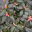 Rhododendron, Black Hat Rhododendron