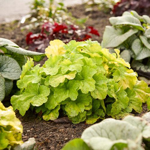 Coral Bells, Primo® Pistachio Ambrosia Heuchera