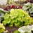 Coral Bells, Primo® Pistachio Ambrosia Heuchera
