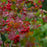 Viburnum, Bailey Compact American Cranberrybush Viburnum