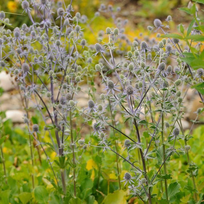 Sea Holly, Blue Glitter Sea Holly