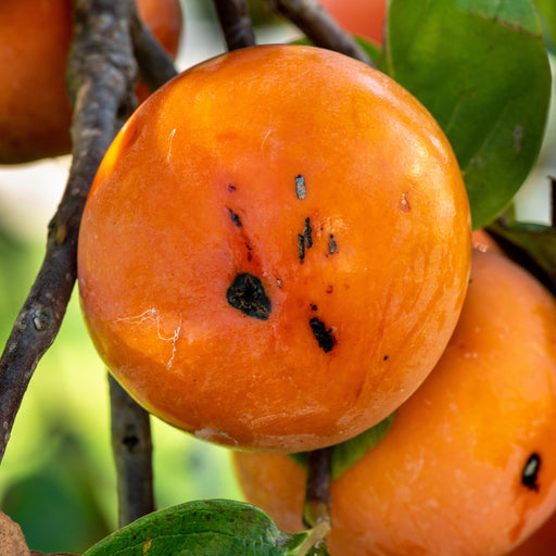 Persimmon
