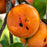 Persimmon