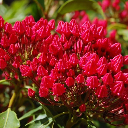 Mountain Laurel, Stoplight Mountain Laurel