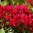 Mountain Laurel, Stoplight Mountain Laurel