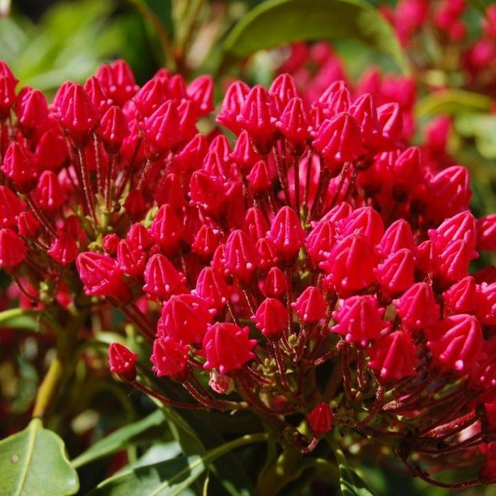 Mountain Laurel, Stoplight Mountain Laurel