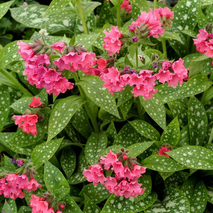 Lungwort, Shrimps on the Barbie Lungwort