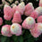 Hydrangea, Love-A-Lot™ Pink Hydrangea