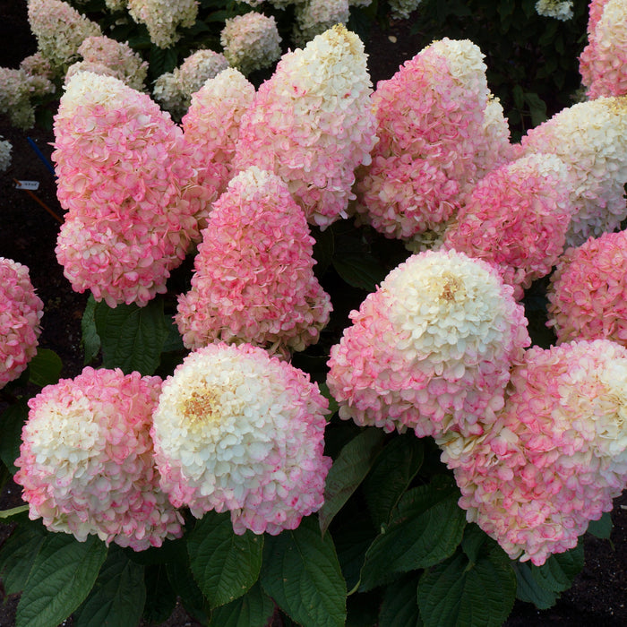 Hydrangea, Love-A-Lot™ Pink Hydrangea