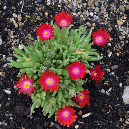 Delosperma, Jewel of Desert® Garnet Ice Plant