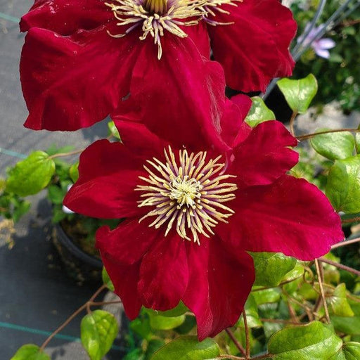 Clematis, Charmaine™ Clematis