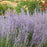 Perovskia atriplicifolia 'Sage Advice'  - Sage Advice Russian Sage