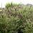 Butterfly Bush, First Editions® Groovy Grape™ Butterfly Bush