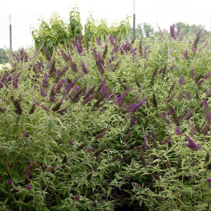Butterfly Bush, First Editions® Groovy Grape™ Butterfly Bush