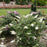 Butterfly Bush, Pugster White® Butterfly Bush