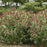 Butterfly Bush, Miss Molly Butterfly Bush