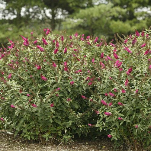 Butterfly Bush, Miss Molly Butterfly Bush