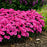Dianthus, Paint the Town Fancy Dianthus