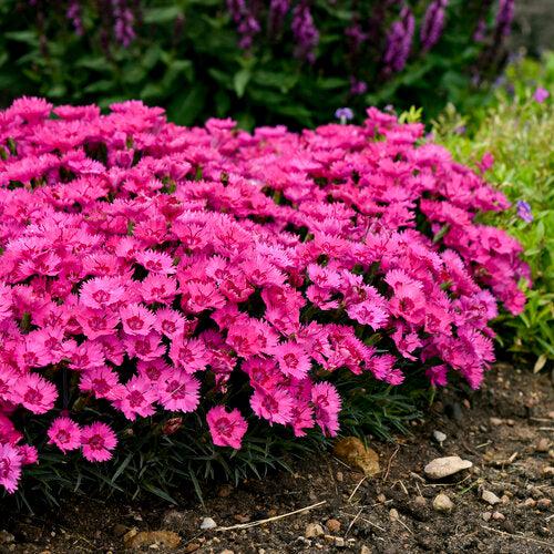 Dianthus, Paint the Town Fancy Dianthus