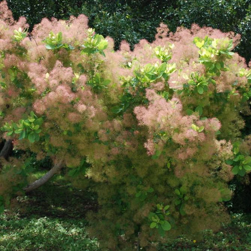 Cotinus obovatus 'American Smoketree'  - American Smoketree